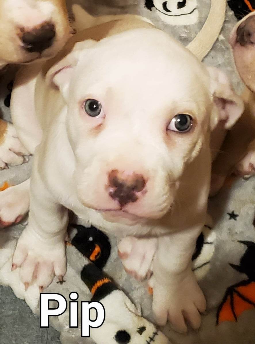 Pets - Welp Pip is back on the market at no fault of his own ...