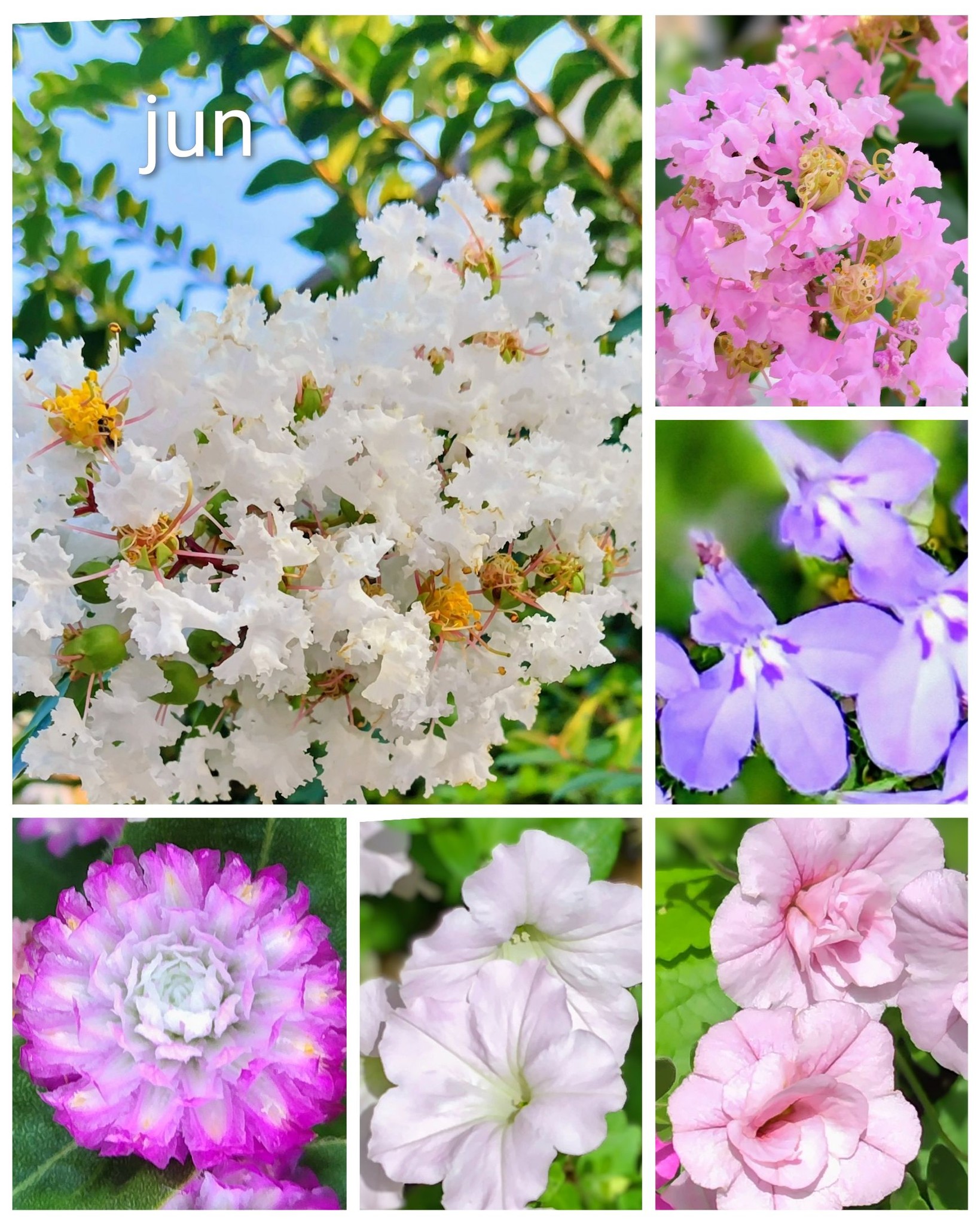 花っていいね！倶楽部