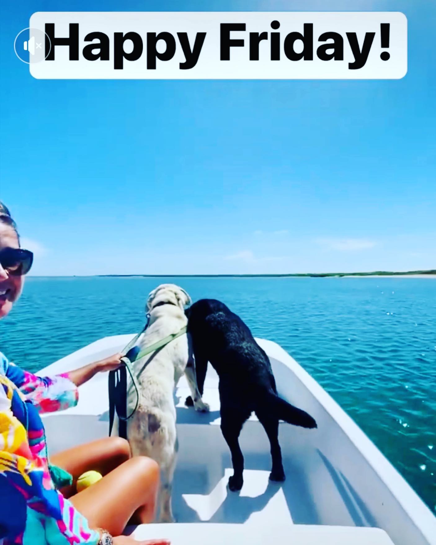 Happy Friday y’all!! These... - Fortune Labrador Retrievers | Facebook
