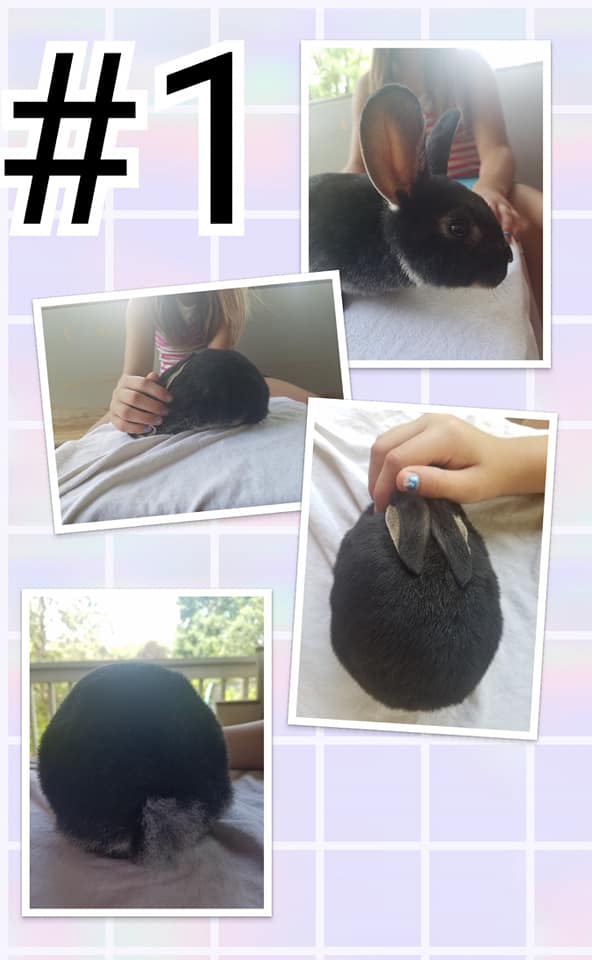 Here are all 3 kits. Rozzi posed... - Knotted Rush Rabbitry | Facebook