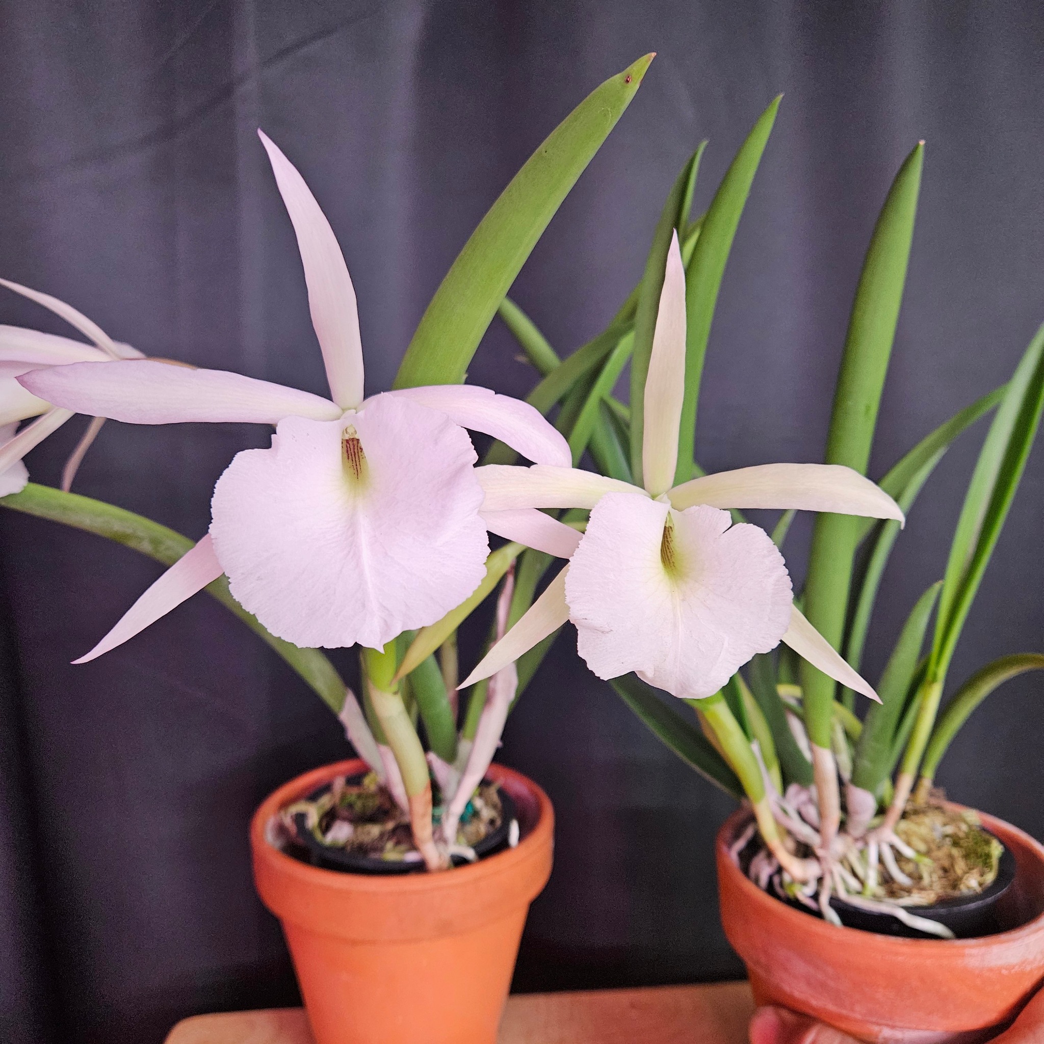 Brassavola Jiminey Cricket x BC Maikai orchid blooms