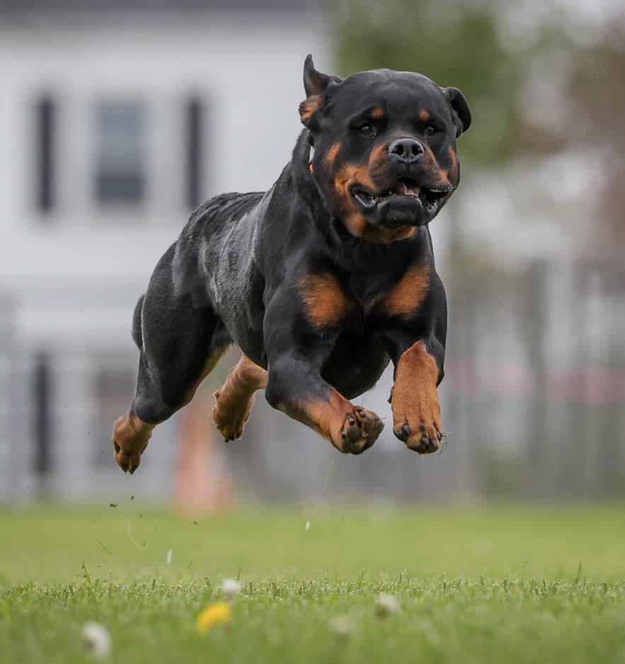 What a fun family of Rotties. Energy and highly conditioned equals a ...