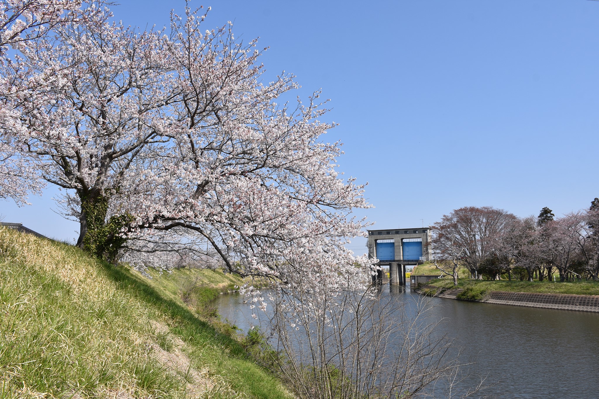 釣り人の春はこんな風景🌸 栄町／印旛水門を彩る桜... - ちば観光ナビ （千葉県観光物産協会）