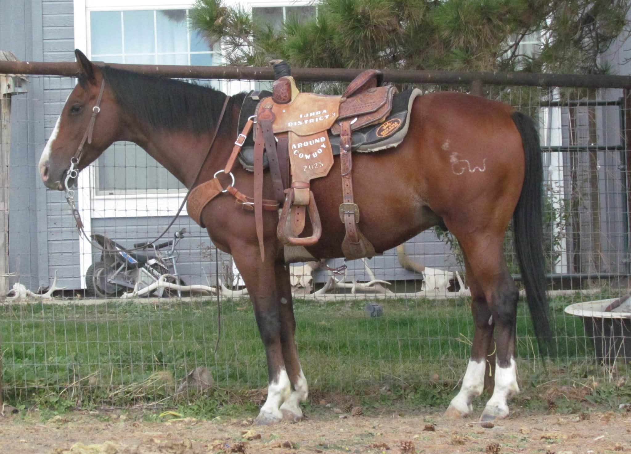 American Elite Rope Horse Sale