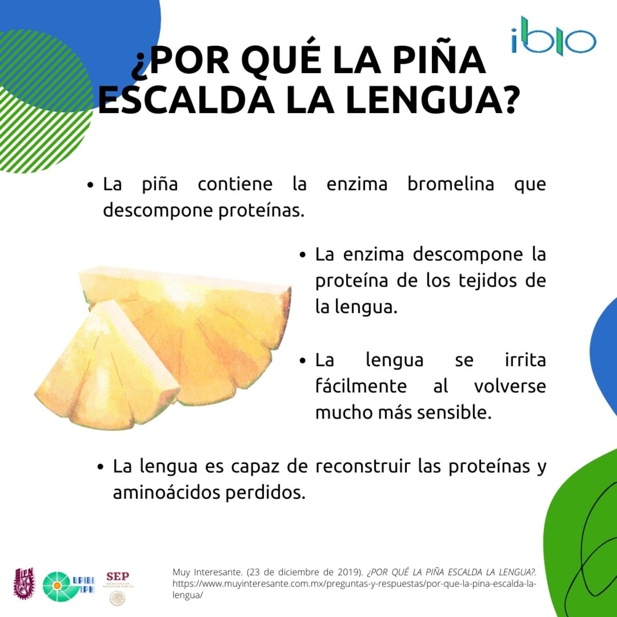 La piña es una de las... - Revista de divulgación: i BIO