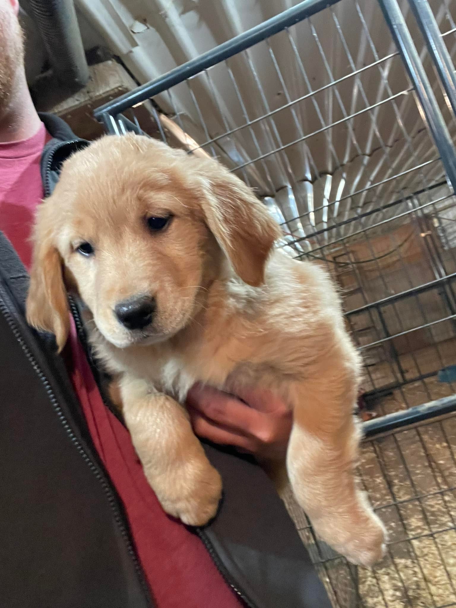 Bottle Feeding Solid Food What Do You Feed Week Old Puppies What
