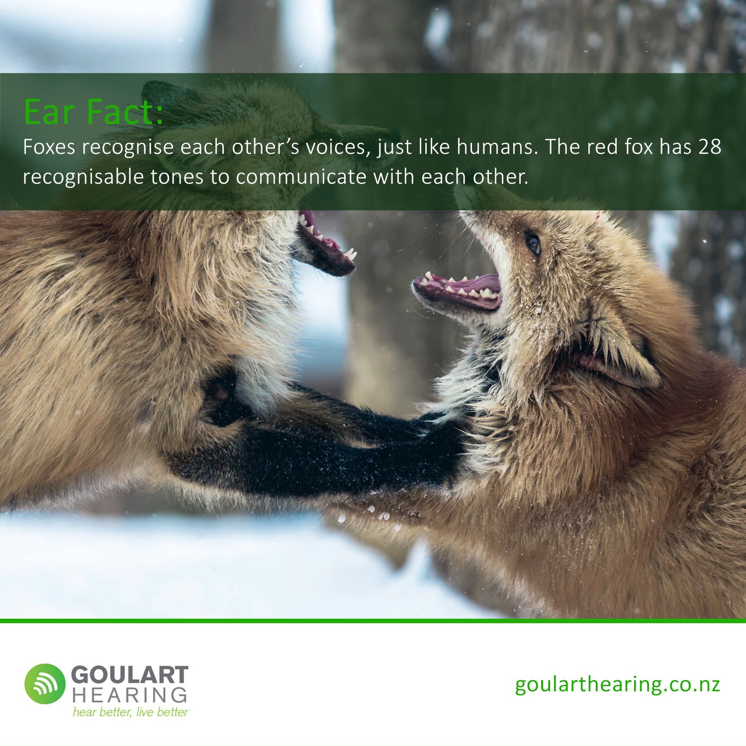 Goulart Hearing - #DidYouKnow? Foxes can identify each... | Facebook