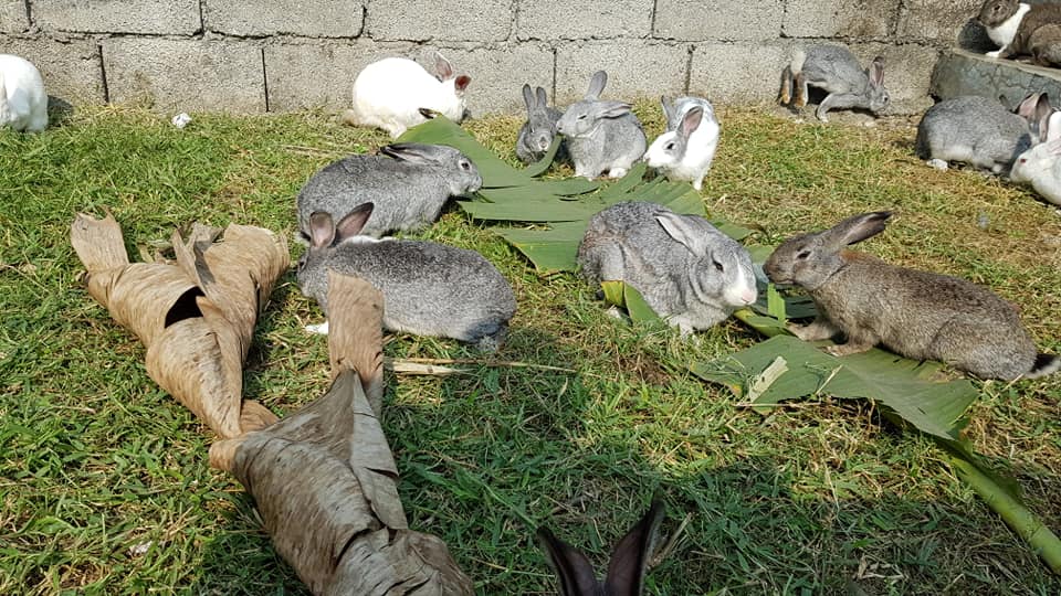 K&K Rabbit farm and research center. | Lumbini