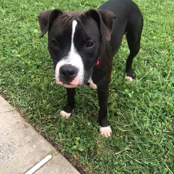Poor Paws Rescue added a new photo. - Poor Paws Rescue