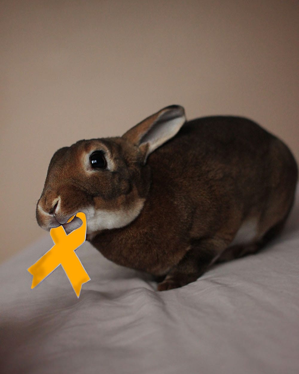 Reuben the Rex rabbit