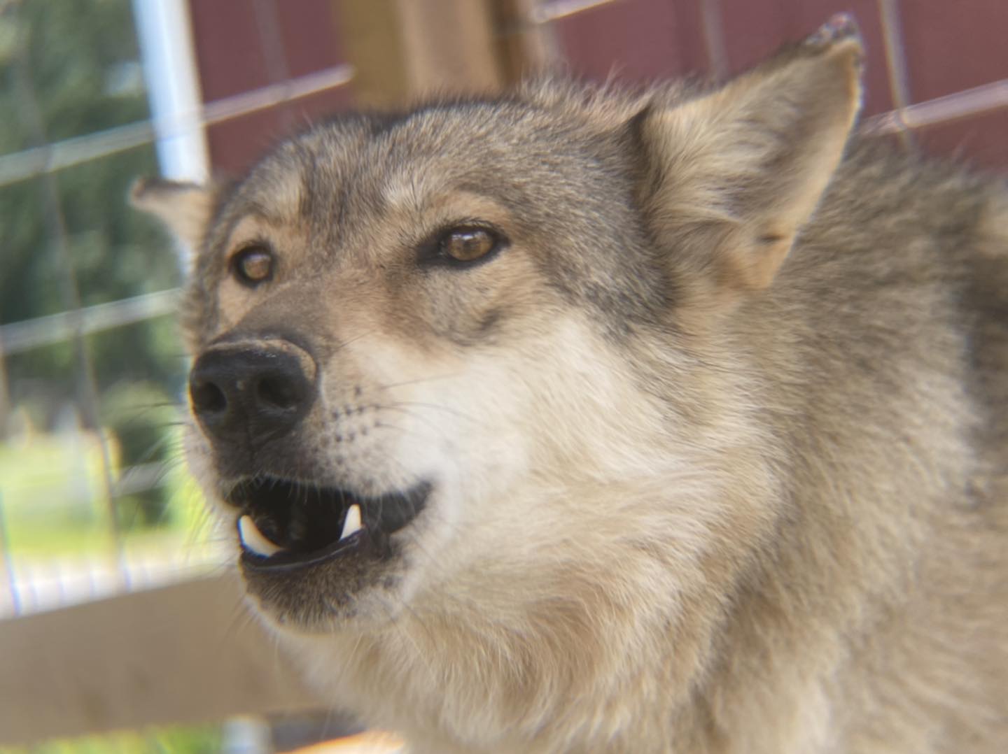 Southern Ohio Wolf... - Southern Ohio Wolf Sanctuary, Inc.
