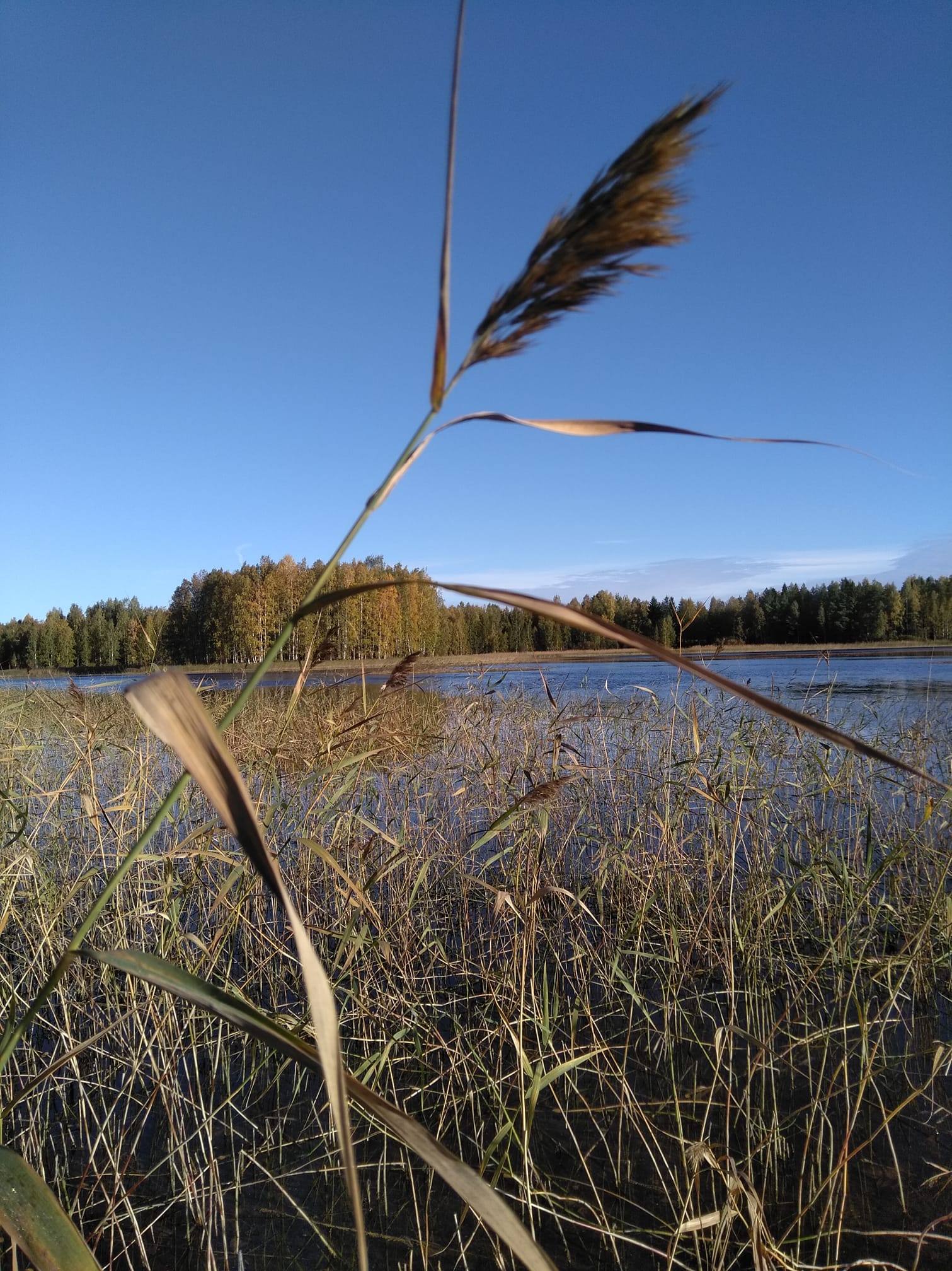 haikuja-ajassa-oletteko-mahtaneet-v-lill-pys-hty-pohdiskelemaan
