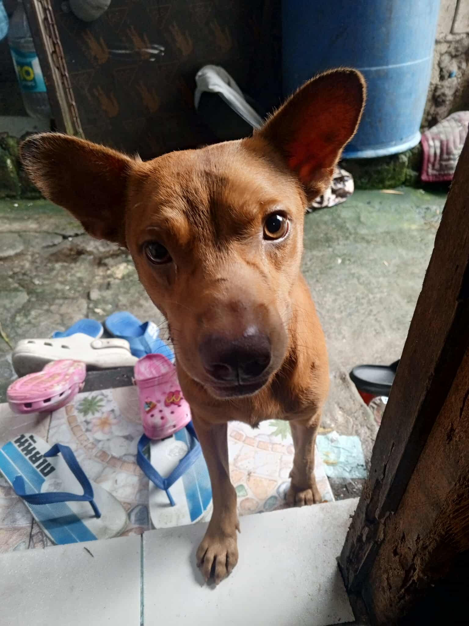 CATS and DOGS RESCUE PHILIPPINES | Baka po may nawawalan ng aso jan ...