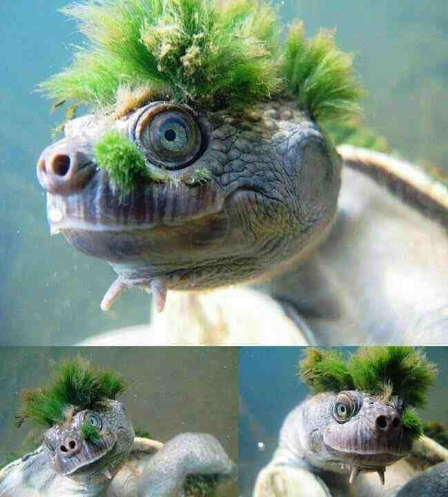 Turtle