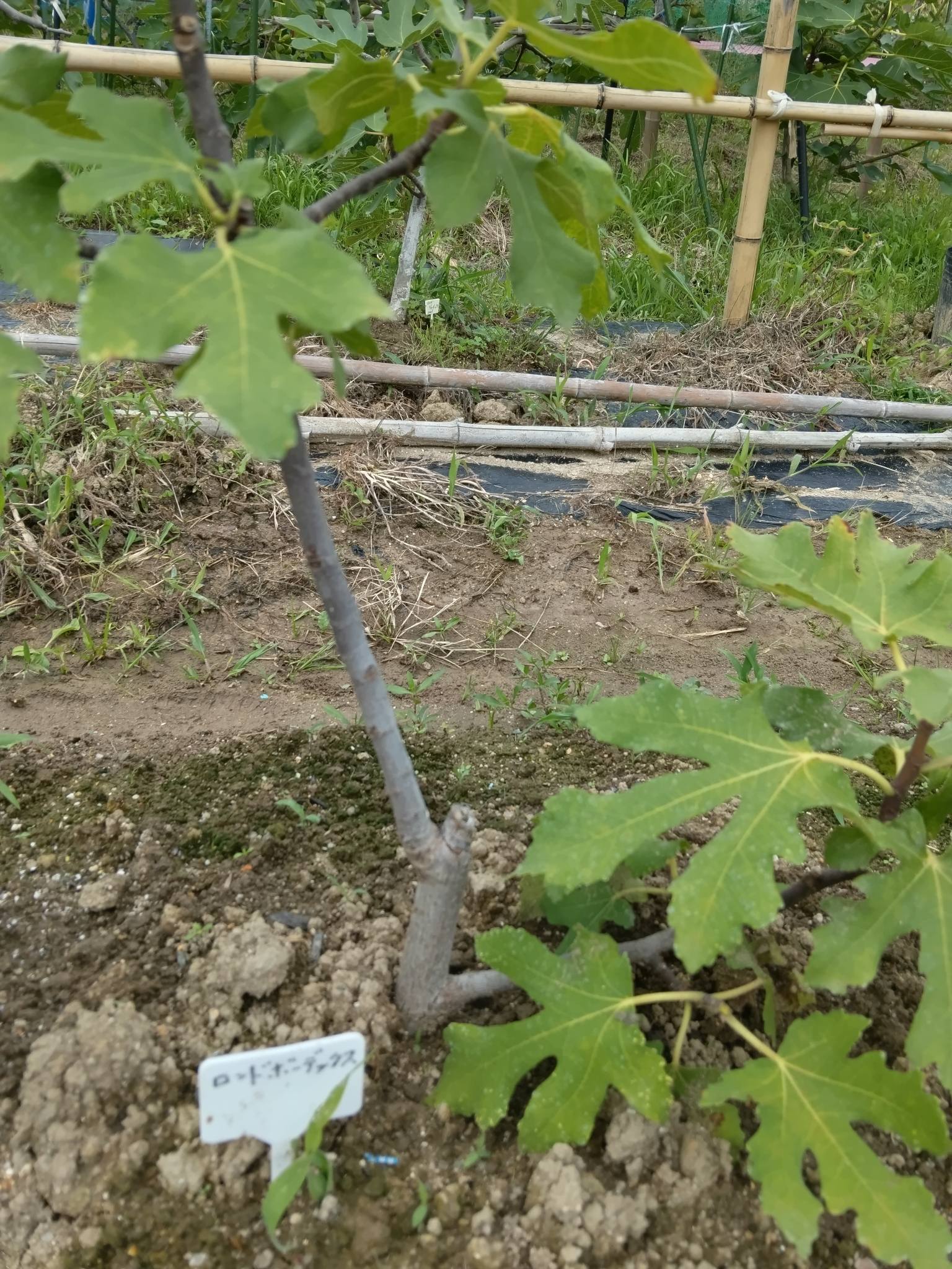 滋賀南部です。昨年買った苗が生えて、実もいささか付いており味見が