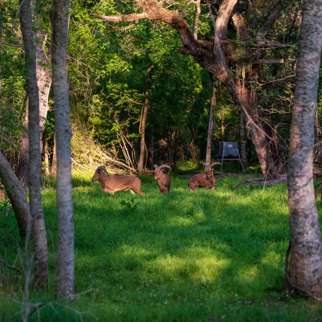 Triple P Game Ranch | Wharton TX