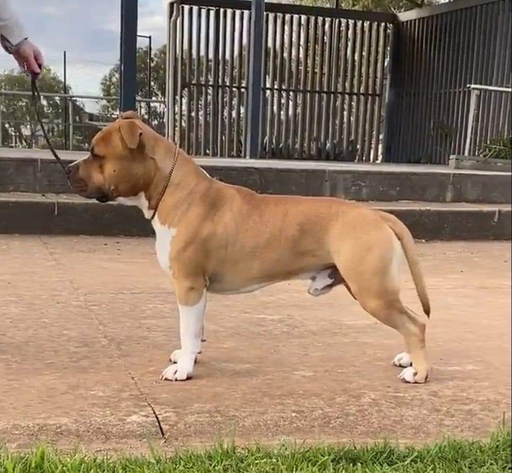 🌟 New Grand... - Ironklad American Staffordshire Terriers