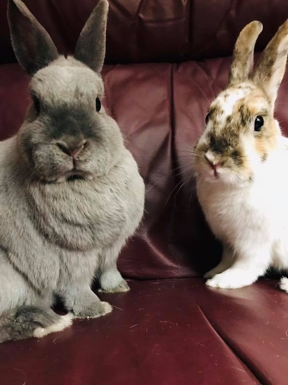 UPDATE: Tom and Jerry found a... - CottonTail Rabbit Rescue | Facebook