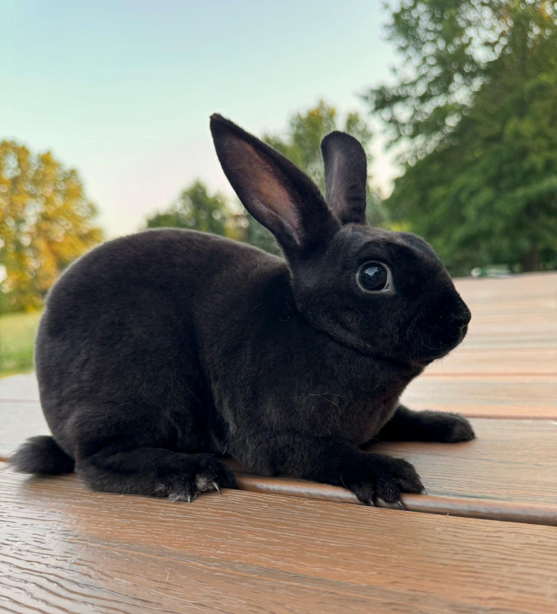 Michigan State Mini Rex Rabbit Club | Facebook