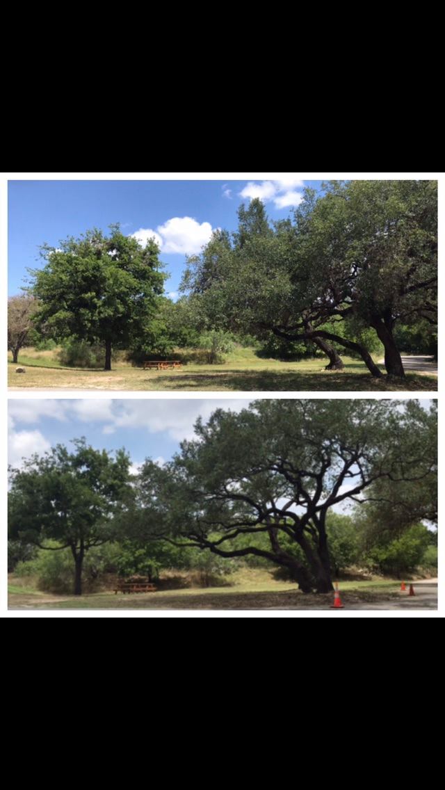 JJ Tree Service | San Antonio TX