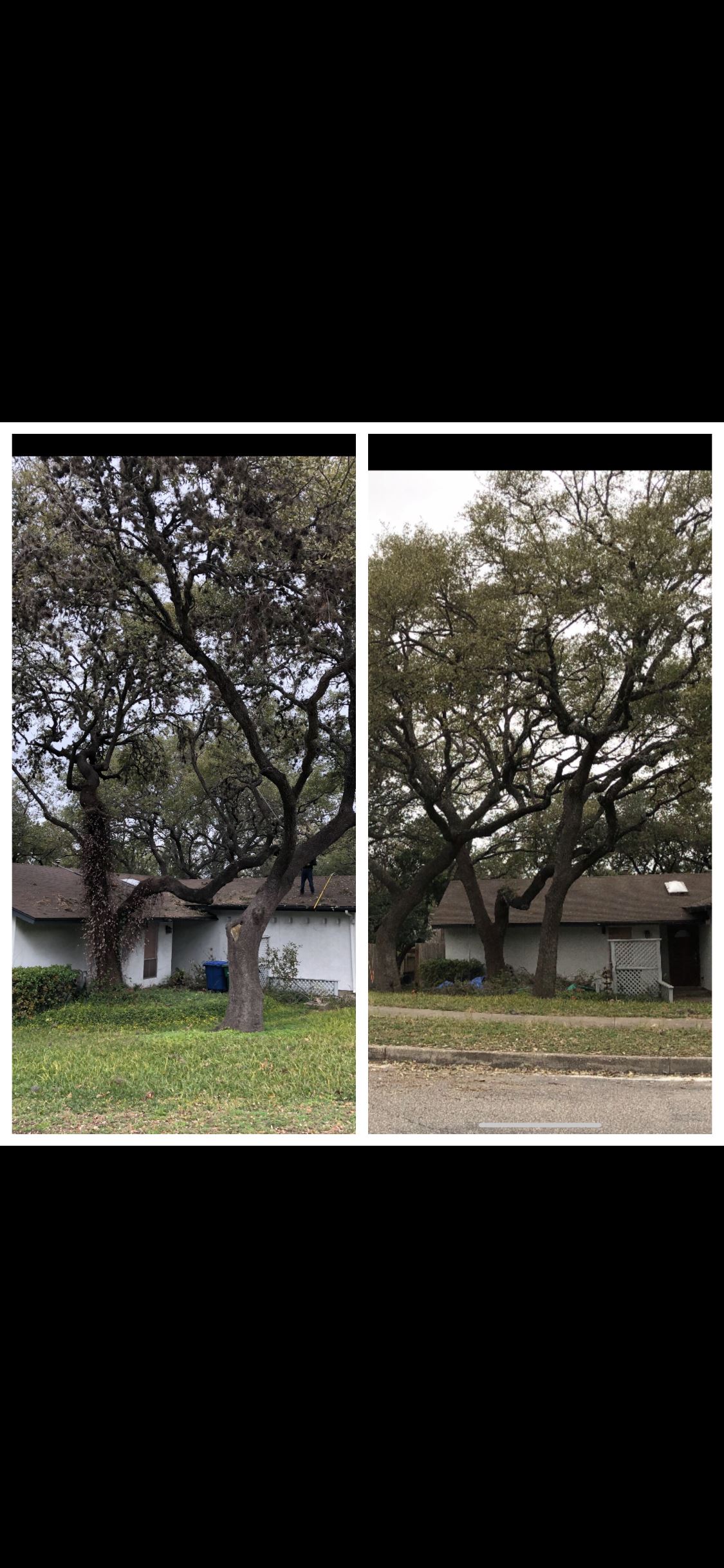 JJ Tree Service | San Antonio TX