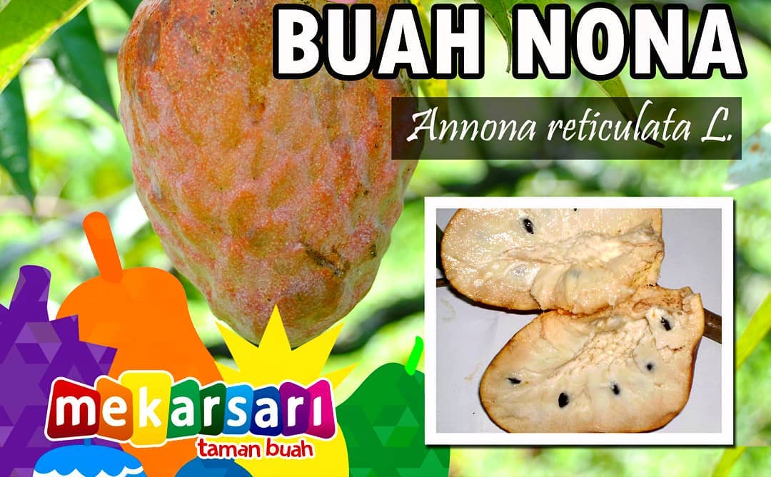 Mekarsari Fruitgarden Taman Buah Mekarsari Banyak Membudidayakan Aneka Buah Langka Unik Dan Eksotis Salah Satunya Adalah Buah Nona Annona Reticulata Nama Lain Dari Buah Ini Ada Yang Menyebutnya Mulwo Srikaya Belanda