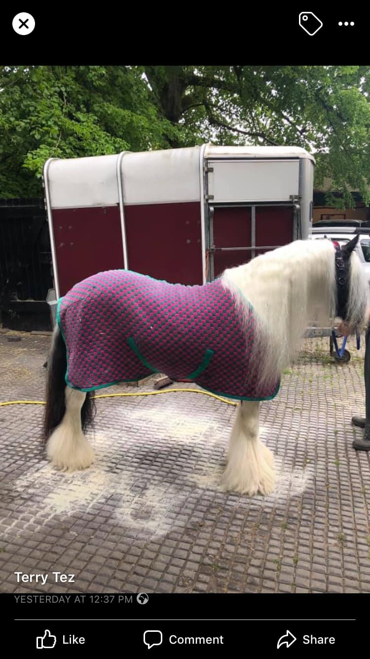 Horses for sale