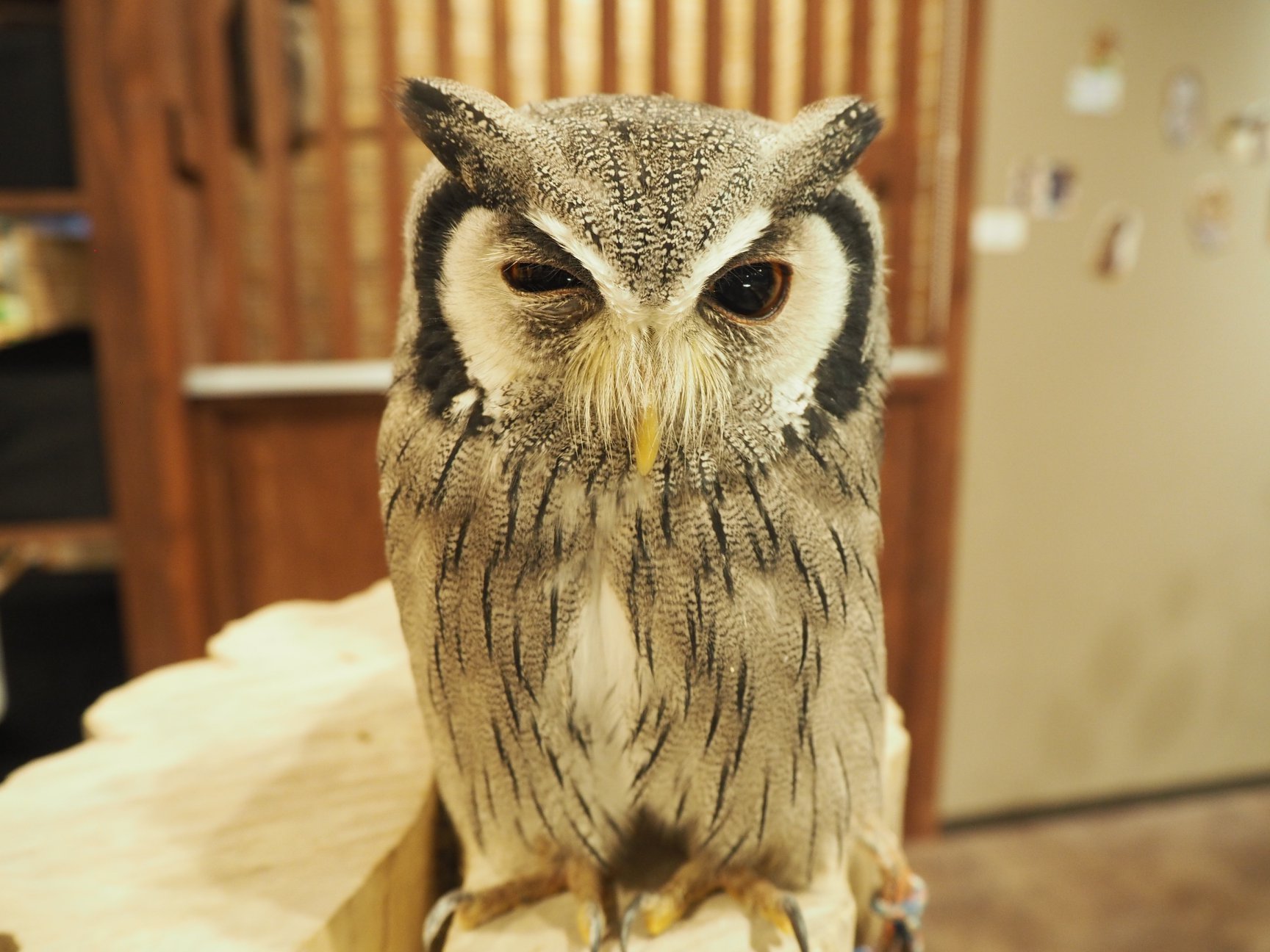 一羽～ と思ったら二羽～(*´ `*) - 心斎橋 幸せのフクロウカフェchouette（シュエット）