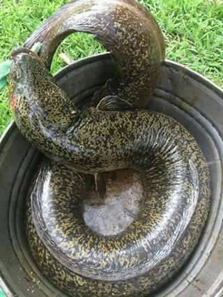 MKUNGA: Ni aina ya samaki... - Ufugaji WA Samaki sato/kambale | Facebook
