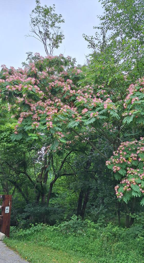 Here at Cedar Lane Park in Columbia Md is a tree called a Persian