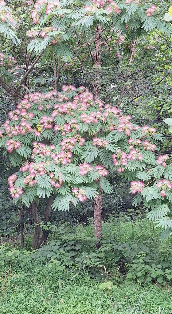 Here at Cedar Lane Park in Columbia Md is a tree called a Persian
