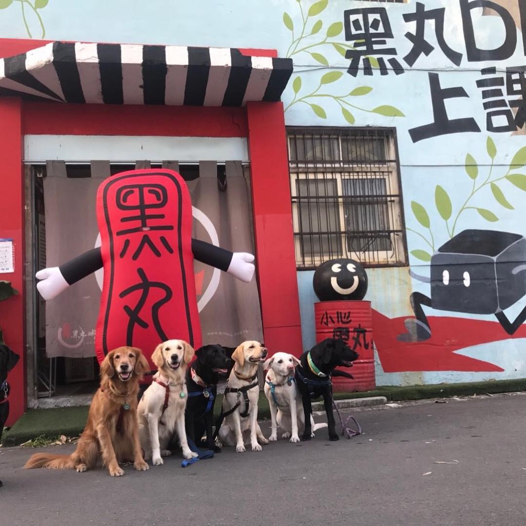 黑丸嫩仙草 - 黑丸DIY公益活動🥰 這次邀請了視障朋友以及導盲犬來作黑丸DIY ️... | Facebook