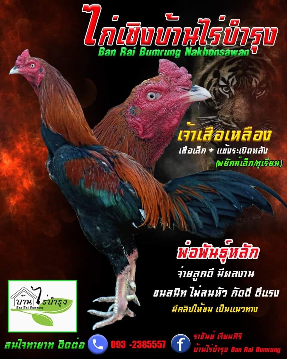 😎... - ไก่เชิงไทย บ้านไร่บำรุง Ban Rai Bumrung | Facebook