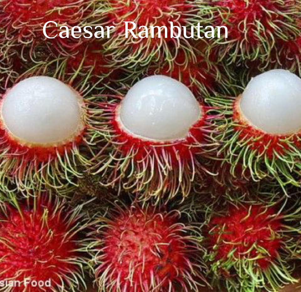 Caesar Rambutan and Kg10 Rambutan Bud... - Veliyath Gardens | Facebook