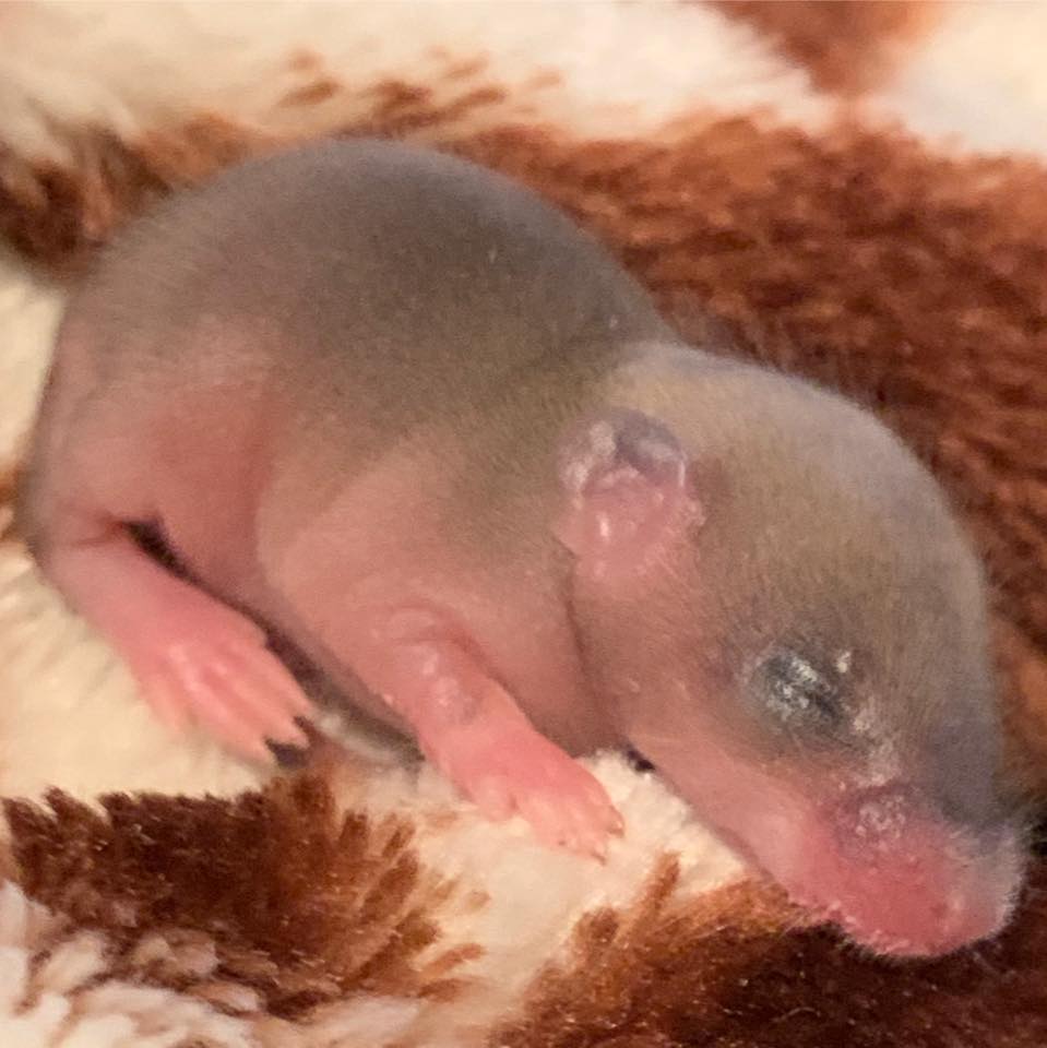 Ben Le Petit Rat Des Champs Orphelin Inicio Facebook