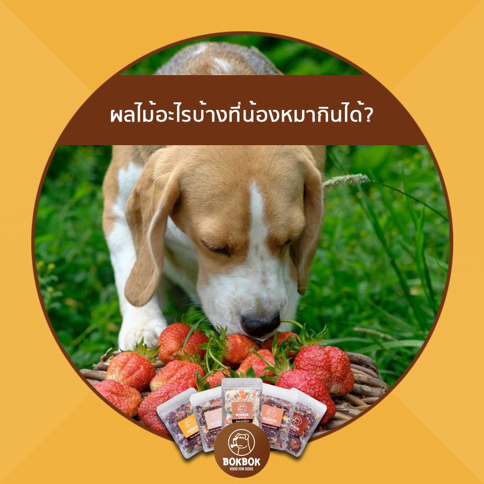 ผลไม้ที่น้องหมากินได้... - BokBok - Food for Dogs | Facebook