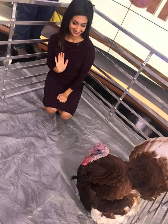When There S A Live Turkey In Studio And Rashi Vats Fox 26
