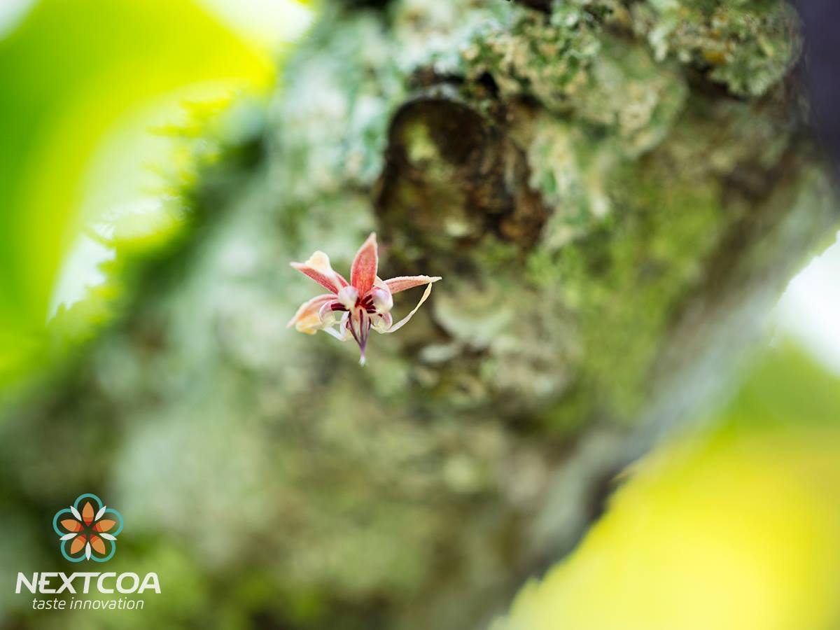 Nextcoa - Named after the food of the gods, cacao is...