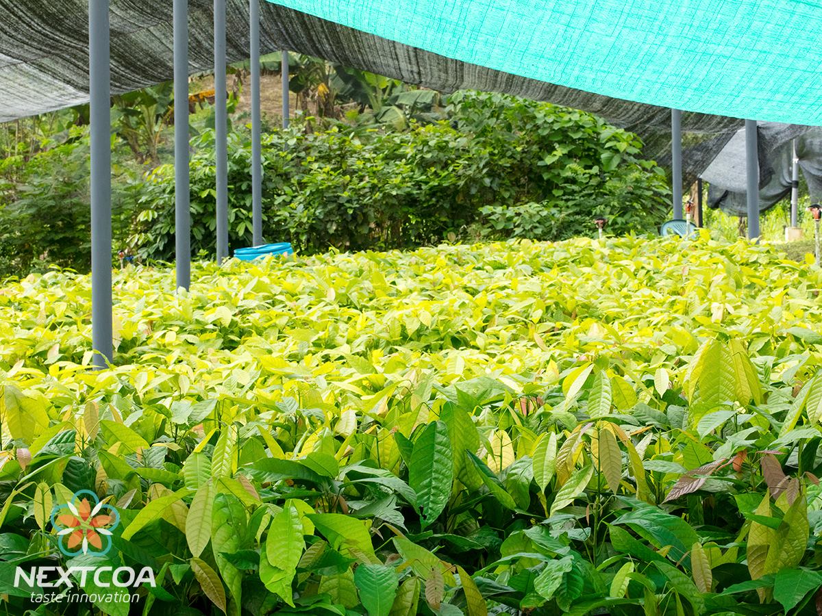 Nextcoa | Bucaramanga