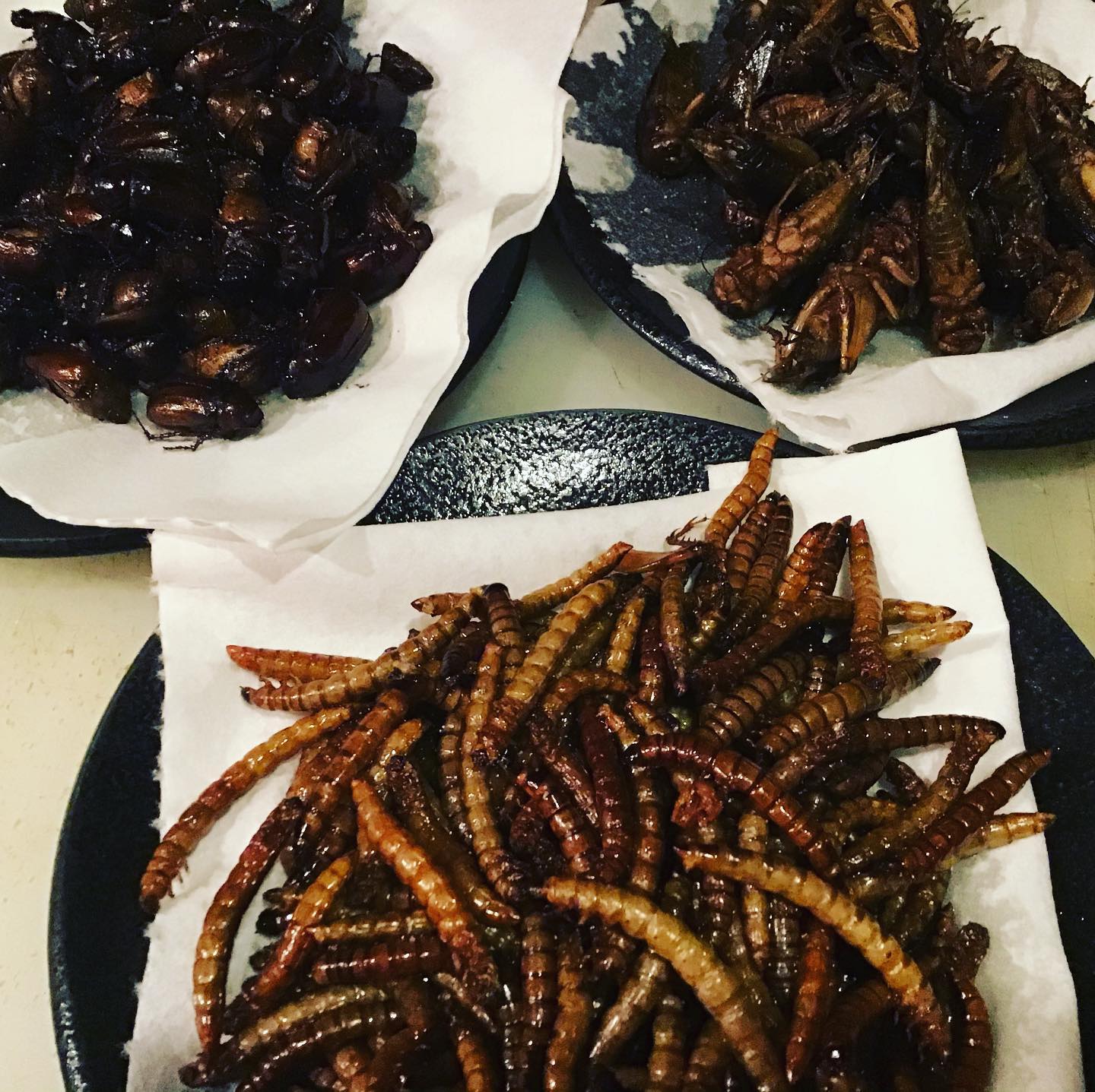 米とサーカス 高田馬場店 続々と上がってきました ゴールデン街は秋祭り 米サーは虫祭り 高田馬場 Takadanobaba 米とサーカス Kometocircus 居酒屋 Izakaya 肉 熊 くま Bear Gamemeat Insec ビアガーデン シャリキン テラス 獣肉 オオグソクムシ