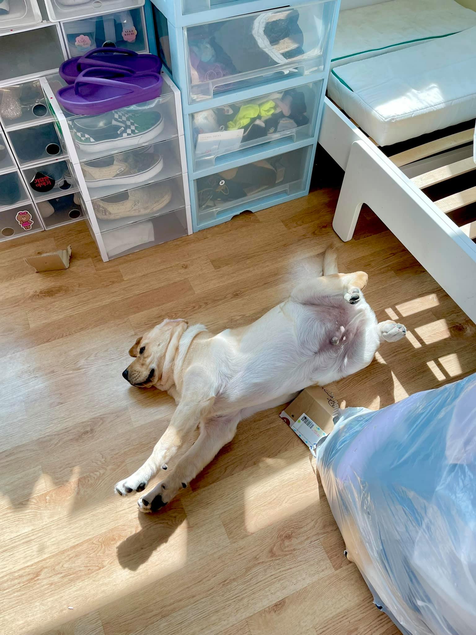 มาถึง เห็นน้องๆ นอนหลับ เอ็นดู 😍😍... - Dobby Bambii labrador