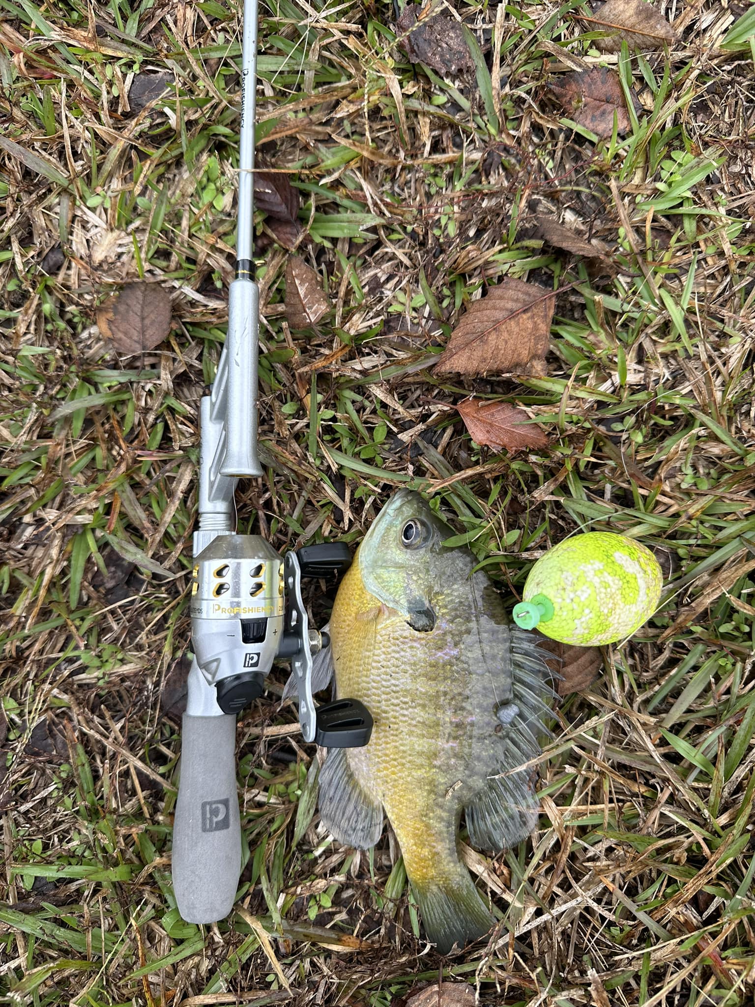 bluegill fishing rod and reel Eagle Claw Panfish Spinning Combos Rod/Reel Combos This 6.5ft How to Catch Big Bluegill