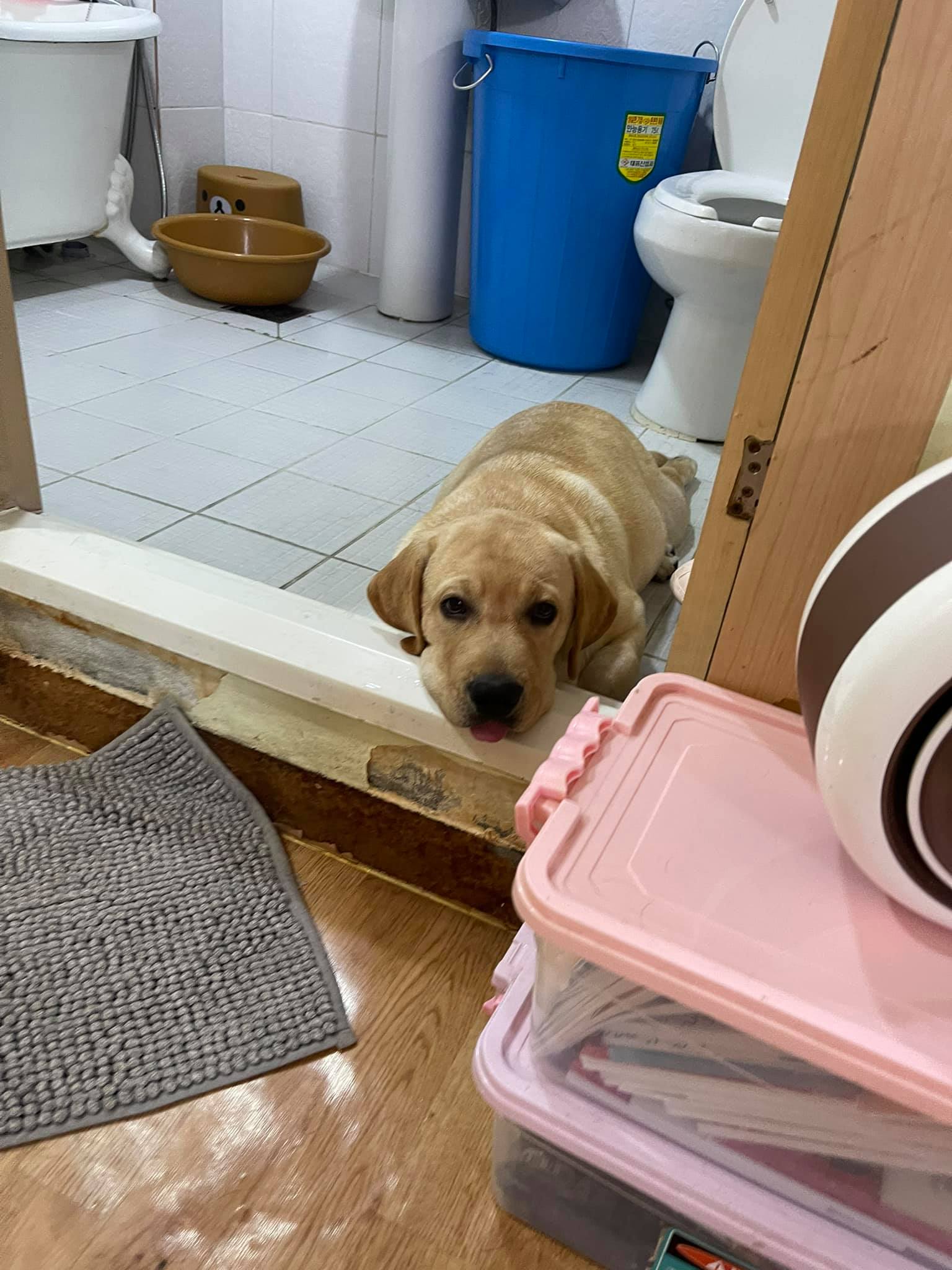 ทำไมแบมบี้ ชอบทำลิ้นจุปาก ตลอดเวลา... - Dobby Bambii labrador | Facebook