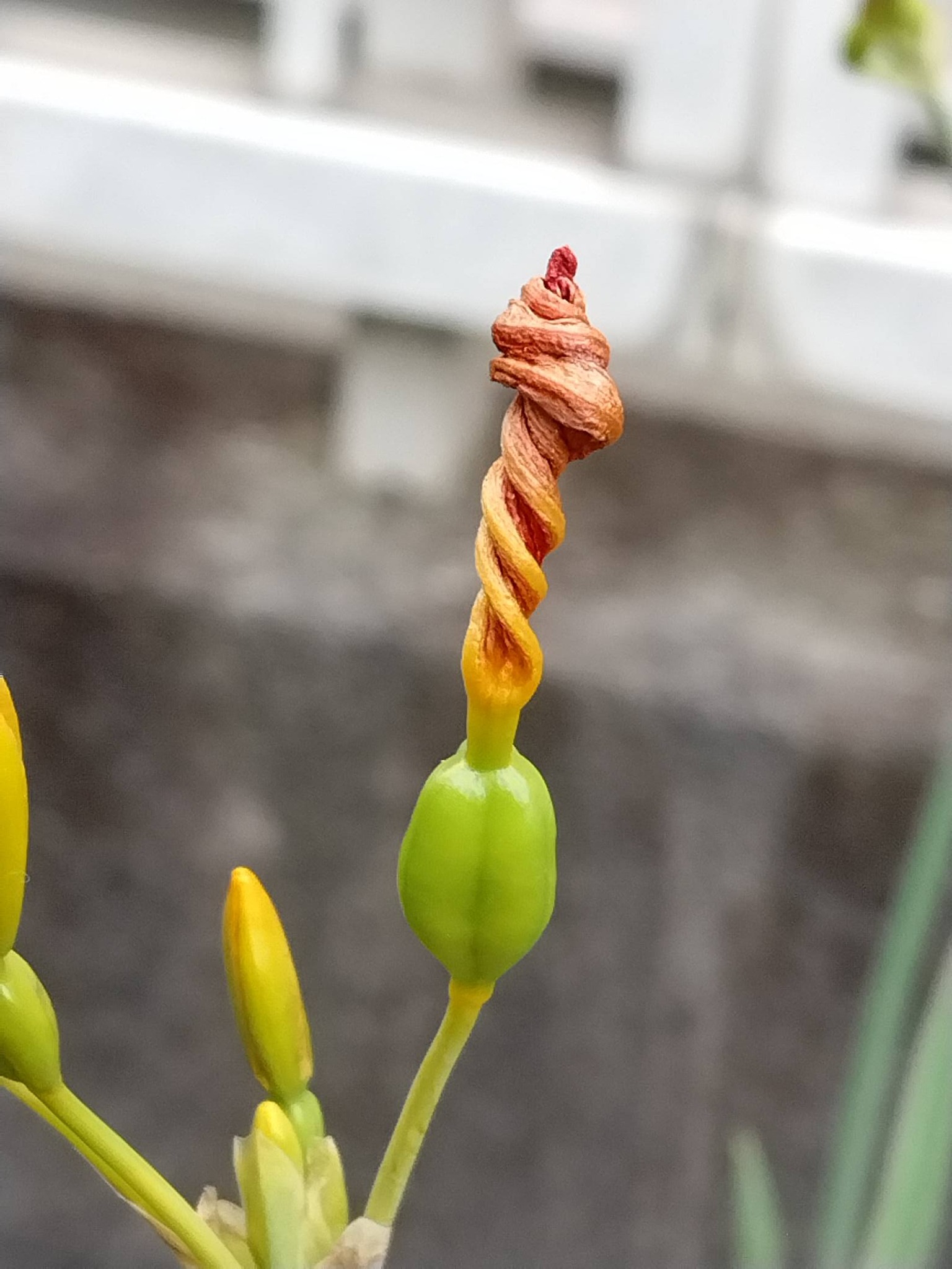 西洋オダマキ「キリガミ」が咲いています。今日黄色いチューリップの花 