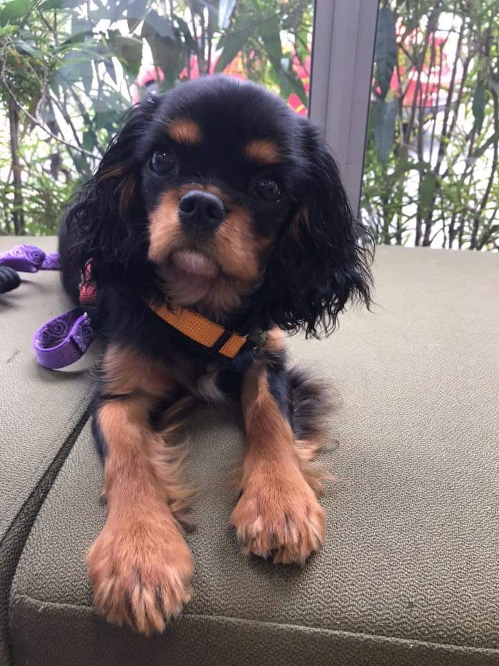 Our singleton... - Blacklash Cavalier King Charles Spaniels | Facebook