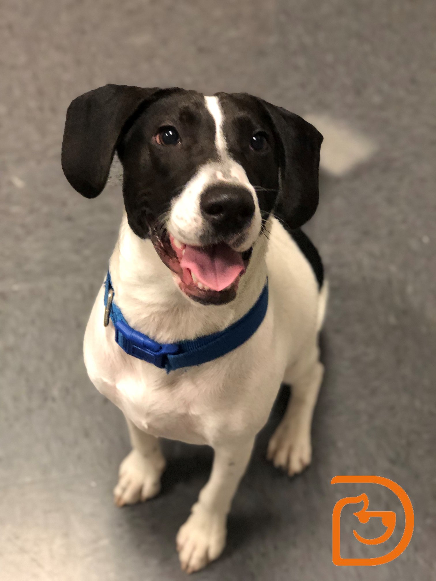 Dogtopia of Springfield - Happy Monday! Today we welcomed this handsome ...