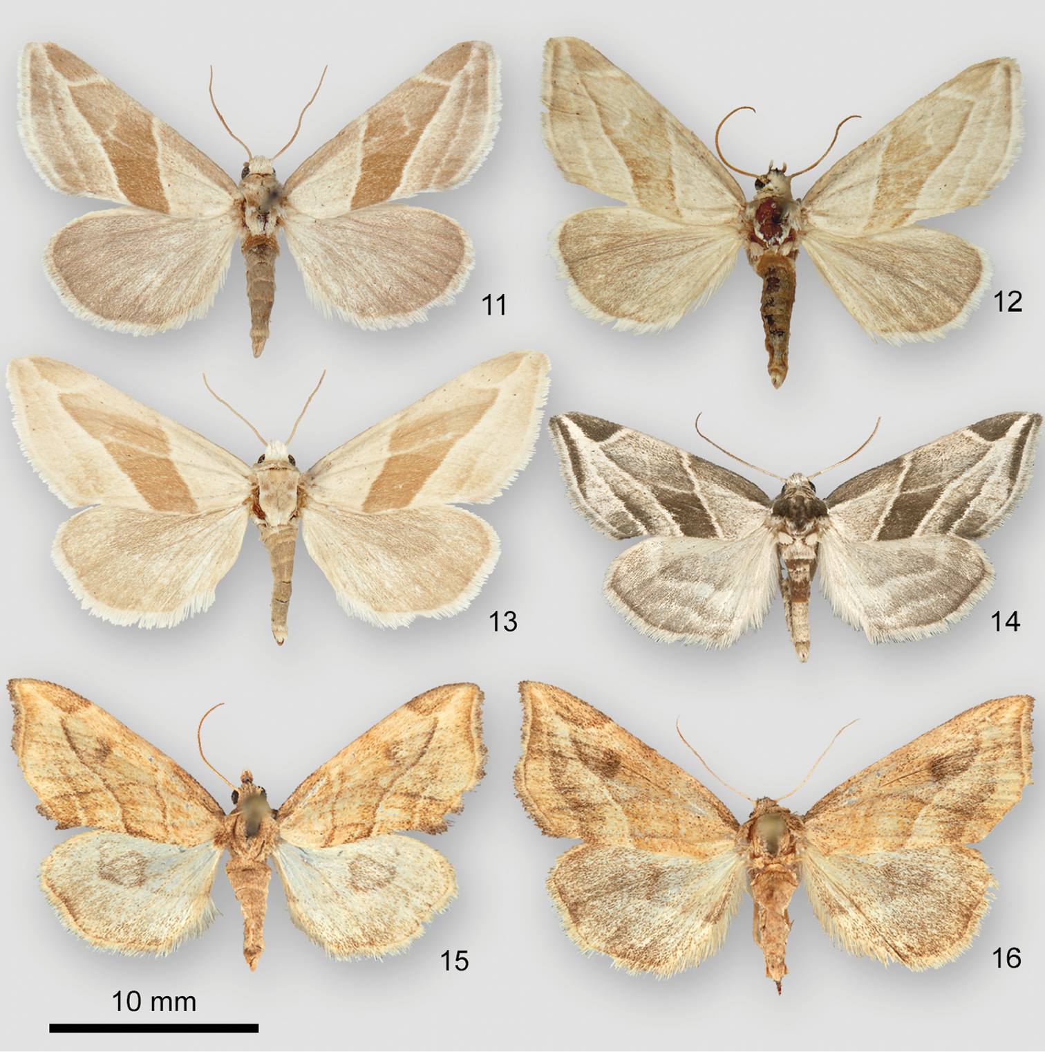 Insect Science - Six new species and one new subspecies of...