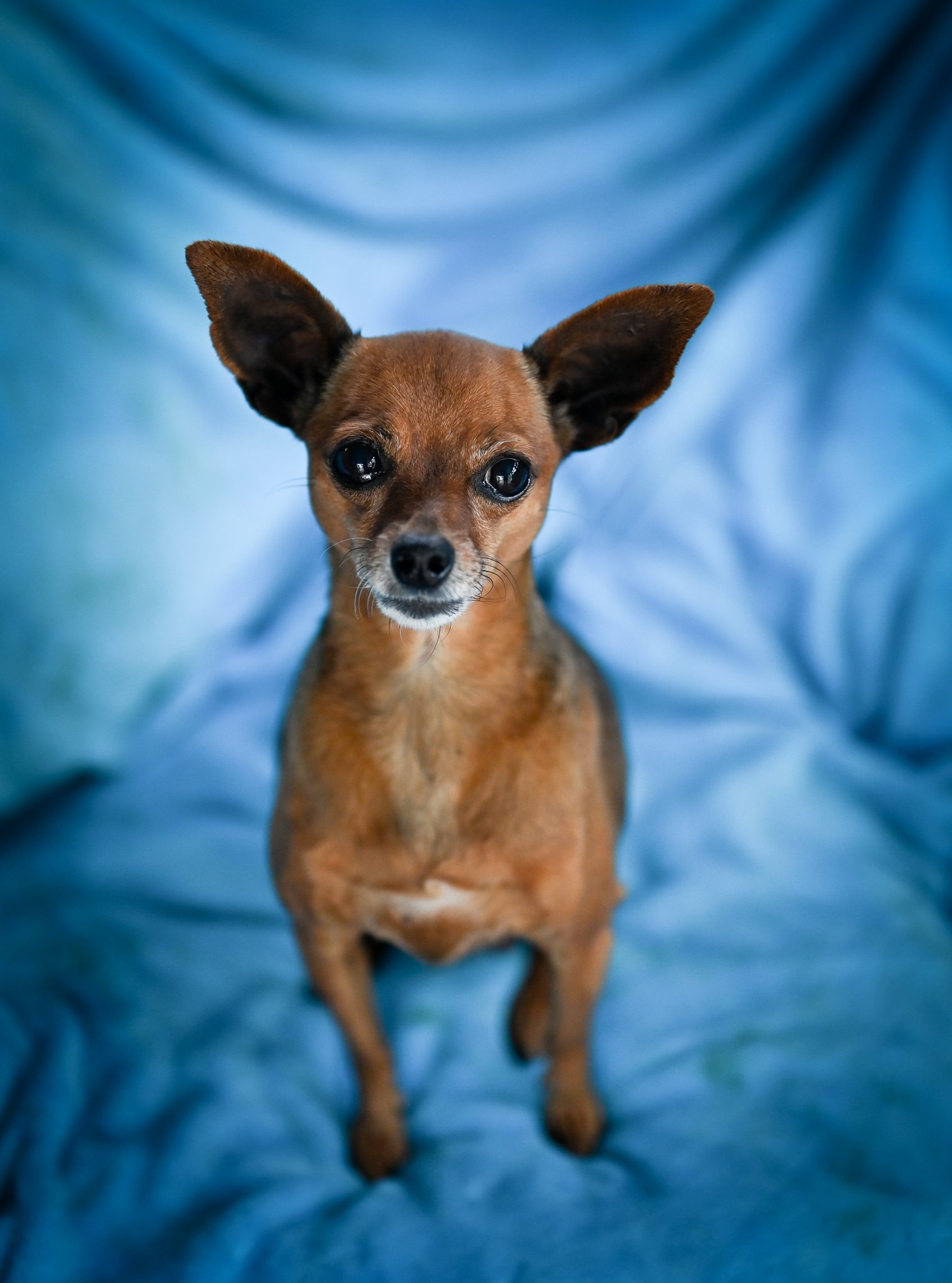 Miniature Pinscher Rescue SA