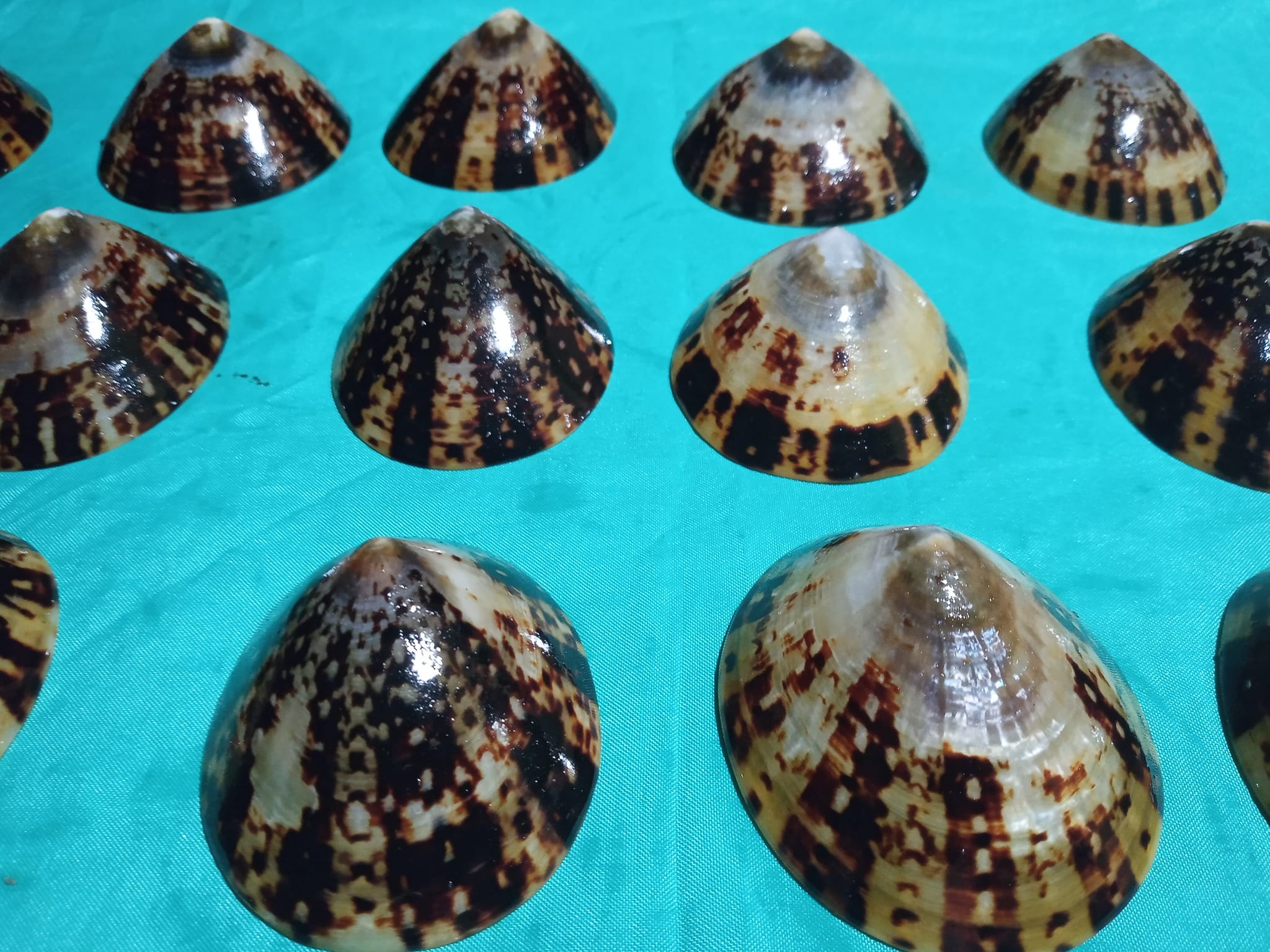 Sea Shells Conus From Island Indonesia