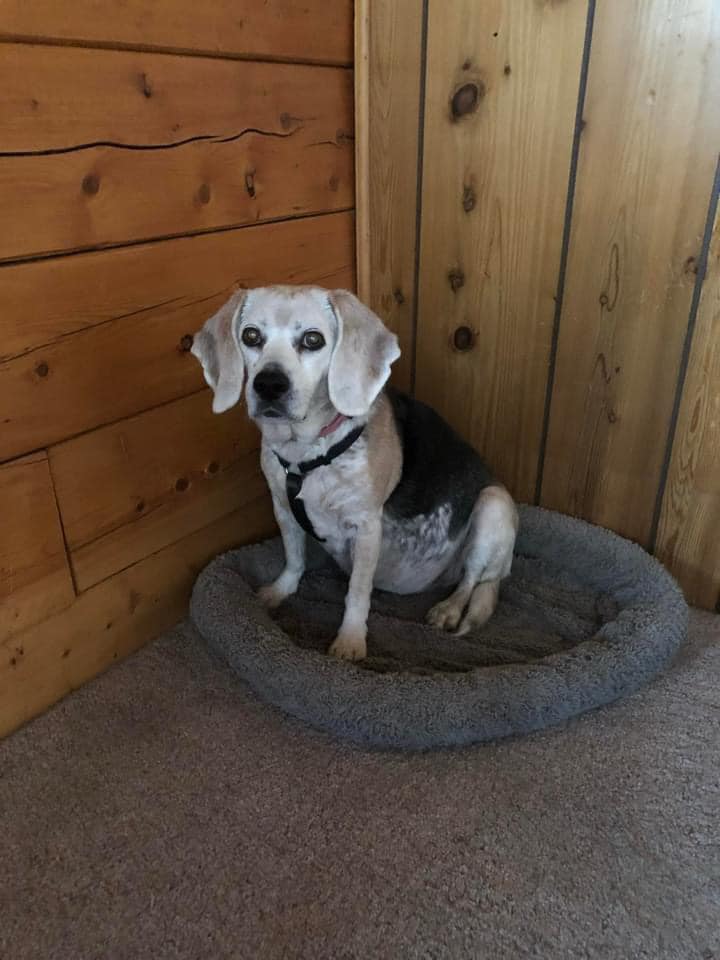 Happy Gotcha Day Aria. For a short... - Alaska Beagle Ranch